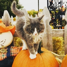 Swore Farms, Cat Lover, PAWS, Pocatello Corn Maze